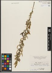Foto von Salix triandra subsp. triandra L.